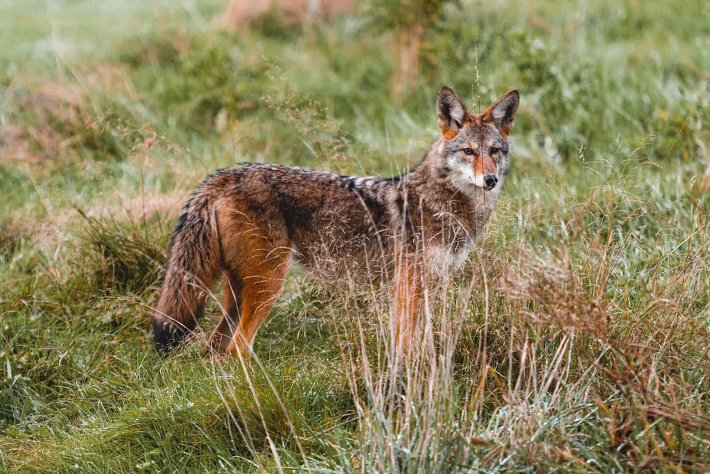 Rocky Mountains Tiere