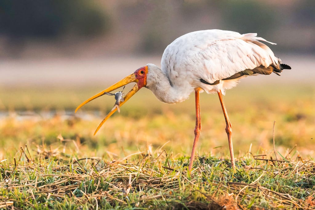Schreitvogel im Ufergras fängt mit langem gelben Schnabel einen Fisch in warmem Seitenlicht.