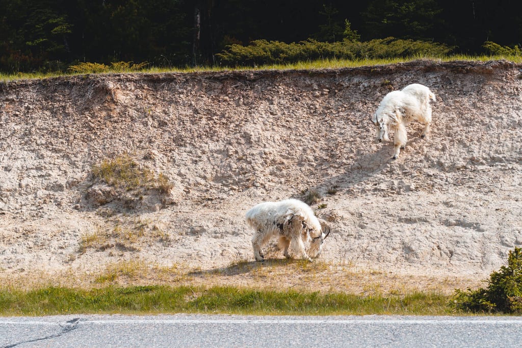 Zwei langhaarige, weißliche Säugetiere mit Hörnern grasen an einem erdigen Hang neben einer Straße.