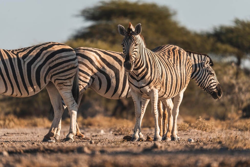 Drei Steppenzebras stehen dicht beieinander in der Abendsonne der Savanne.