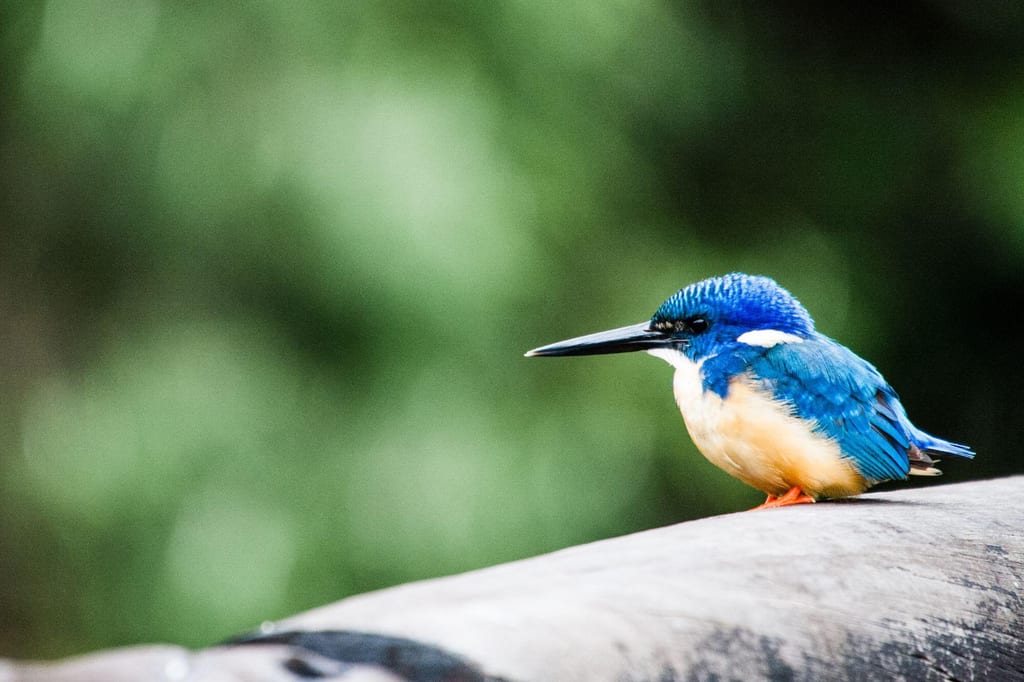 Ein einzelner Kobalteisvogel auf einem Holzgeländer vor unscharf grünem Hintergrund.