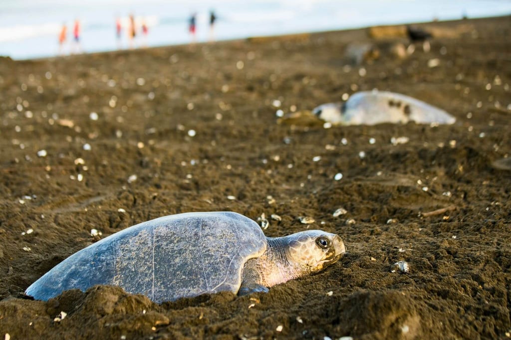 Zwei Meeresschildkröten liegen am dunklen Strand im warmen Abendlicht, nahe Perspektive auf Vordergrundtier.