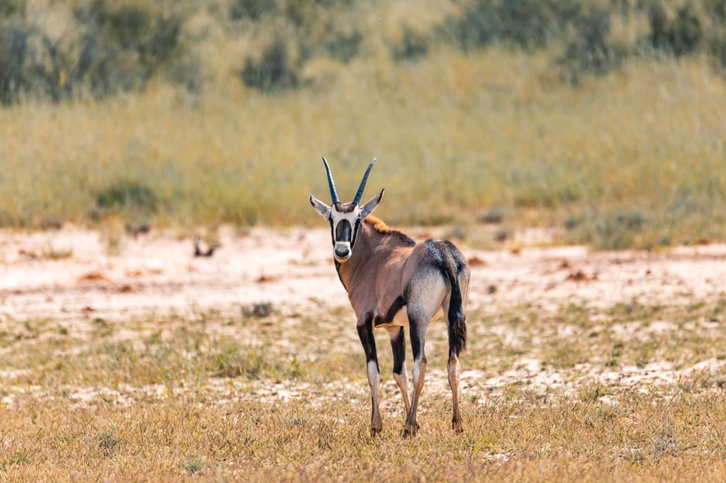 Antilope steht in trockener Graslandschaft und blickt zurück zur Kamera