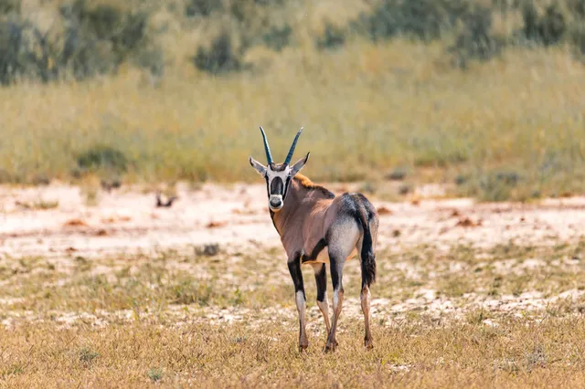 Antilope steht in trockener Graslandschaft und blickt zurück zur Kamera