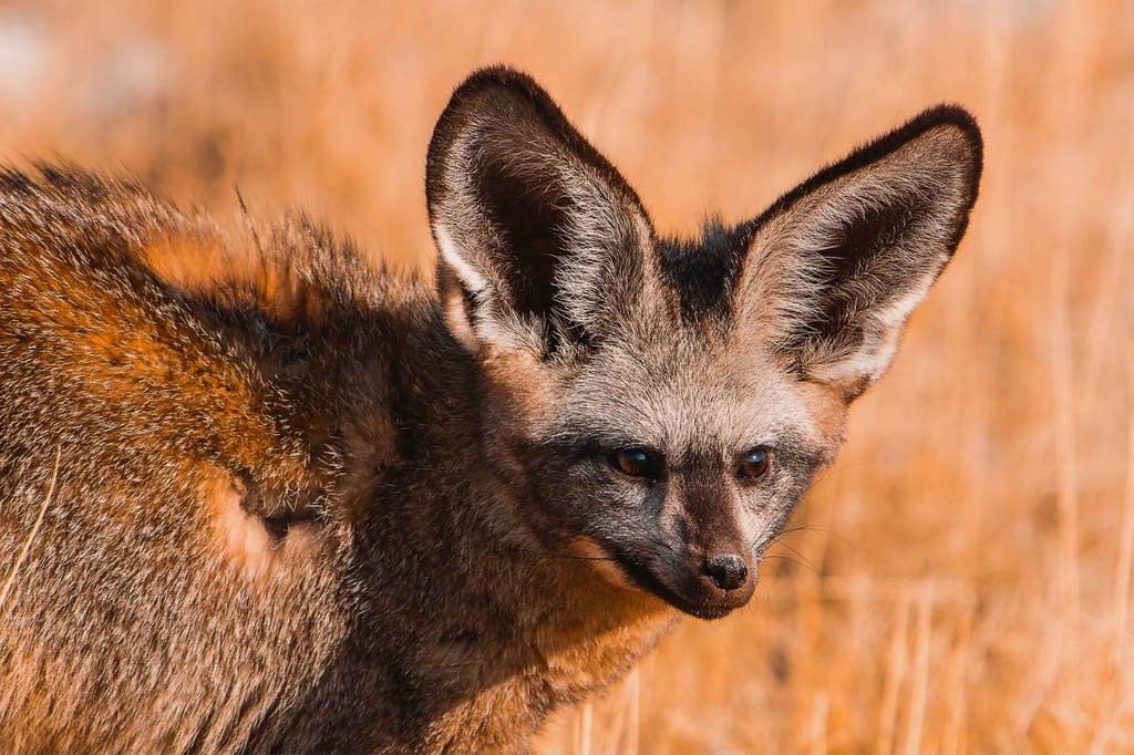 Nahes Porträt eines Löffelhundes im trockenen Gras bei warmem Seitenlicht