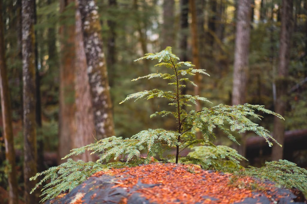 Wald in der Nähe von Campbell River