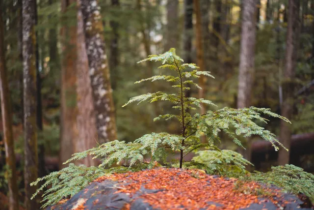 Wald in der Nähe von Campbell River