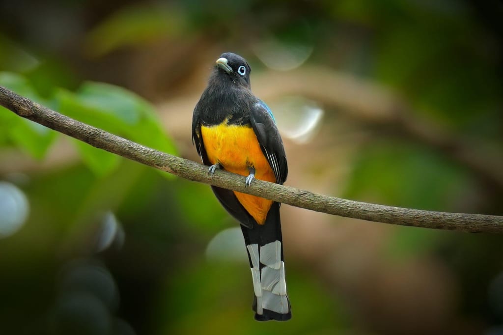 Schwarzkopftrogon auf Ast vor unscharfem Wald, schwarzkopf, orange Bauch, schwarz-weißer Schwanz