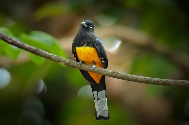 Schwarzkopftrogon auf Ast vor unscharfem Wald, schwarzkopf, orange Bauch, schwarz-weißer Schwanz