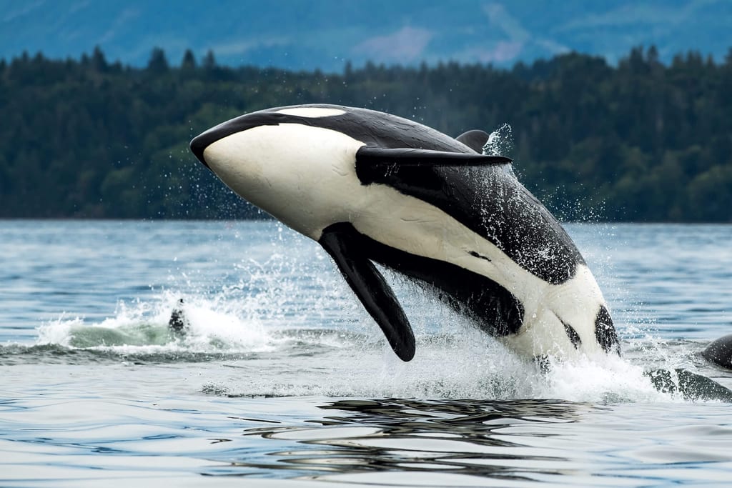 Vancouver Island Tiere