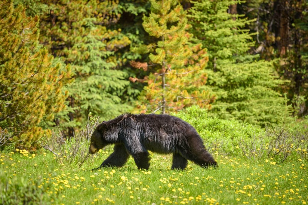 Bär läuft über eine sonnige, löwenzahnüberwachsene Waldwiese (Seitenansicht)