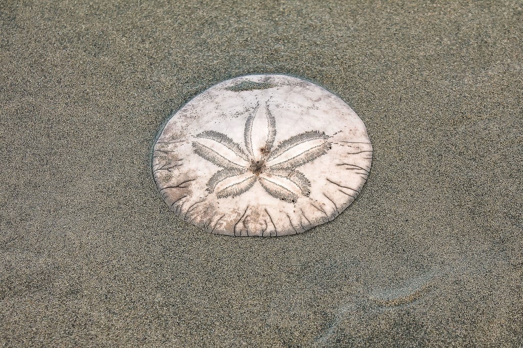 Nahaufnahme eines Sanddollars auf feuchtem Strand mit sichtbarer sternförmiger Struktur.