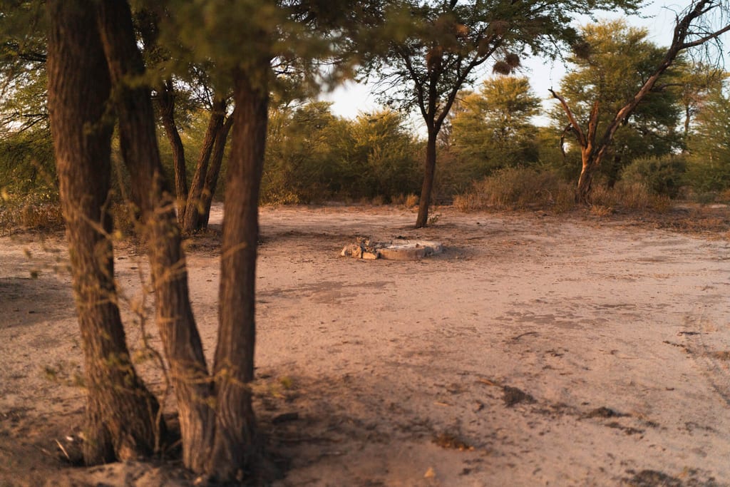 Zwei Tiere liegen neben einem Wasserloch in sandiger Dornbuschlandschaft im warmen Abendlicht.