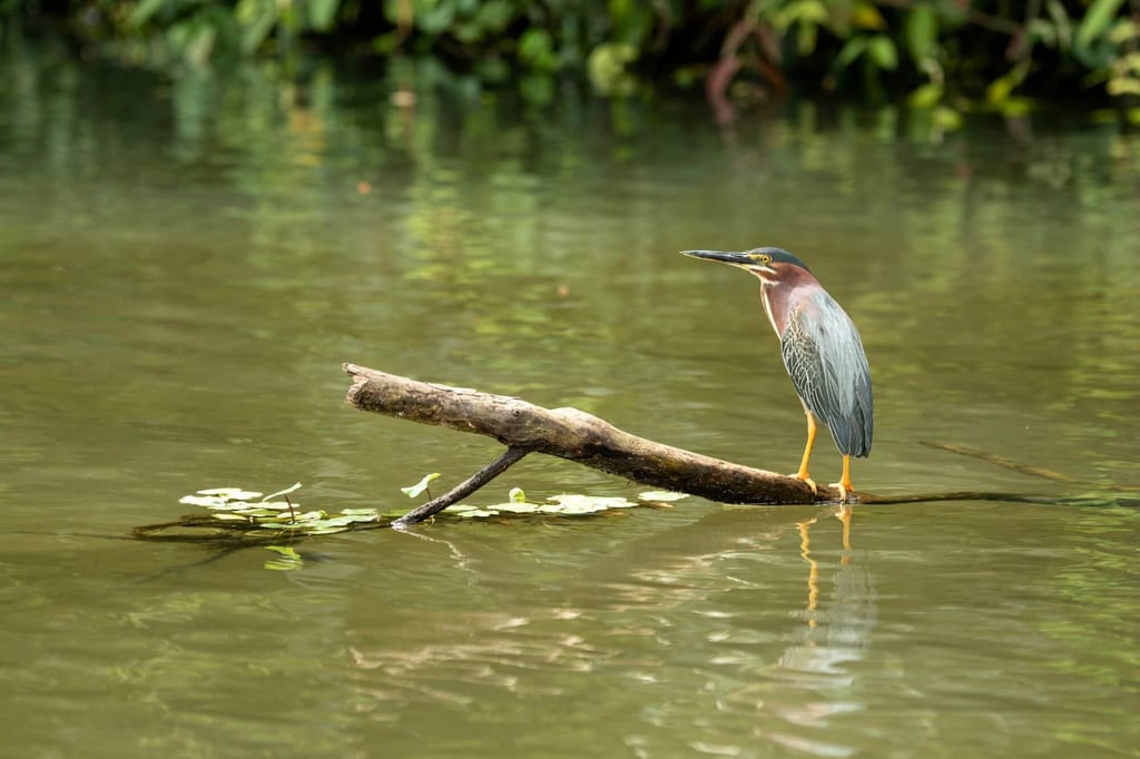 Reiher steht auf einem Ast im ruhigen Wasser, seitliche Ansicht, weiches Tageslicht