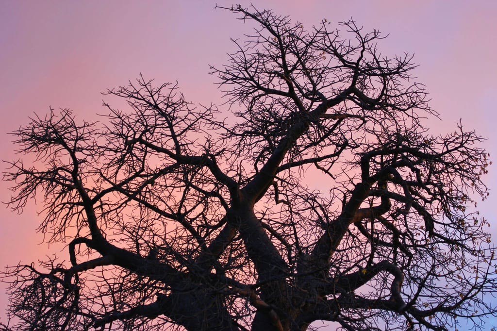 Silhouette eines laublosen Baumes vor rosa-violettem Abendhimmel, Perspektive von unten
