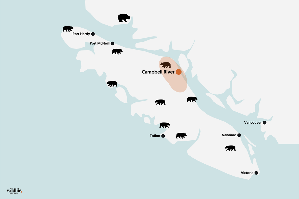 Bärenbeobachtung auf Vancouver Island in Campbell River