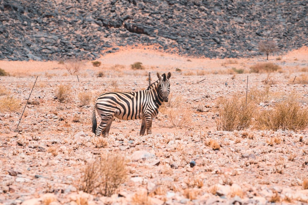 Zebra in der Wüste