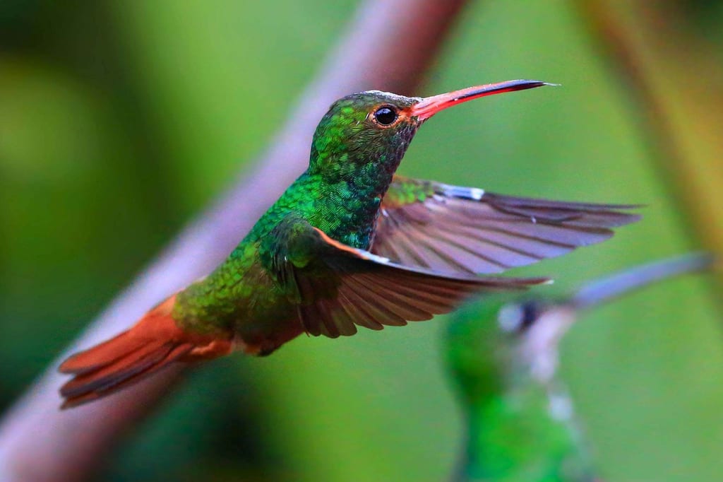 Seitliches Nahporträt eines schwebenden Kolibris mit grünem Gefieder und rotem Schnabel, unscharfer Kolibri im Hintergrund.