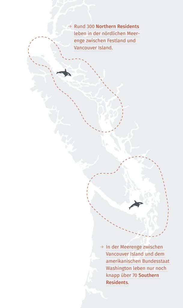 Es gibt rund 300 Northern Resident Orcas, aber nur noch ca. 70 Southern Residents