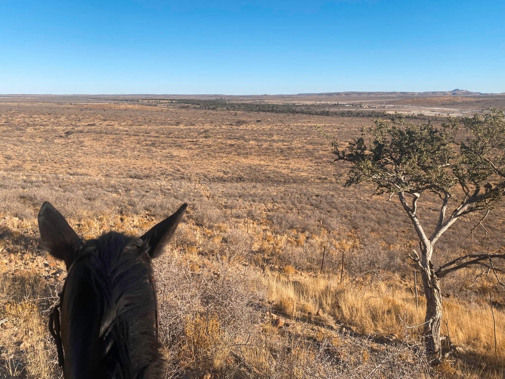 Weite trockene Steppe mit Pferdekopf im Vordergrund und blauem Himmel.