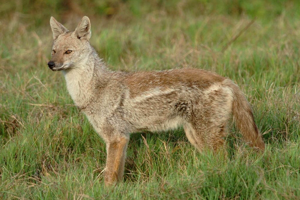 Seitlich stehender Streifenschakal im Gras, ruhiger Blick, weiches Tageslicht.