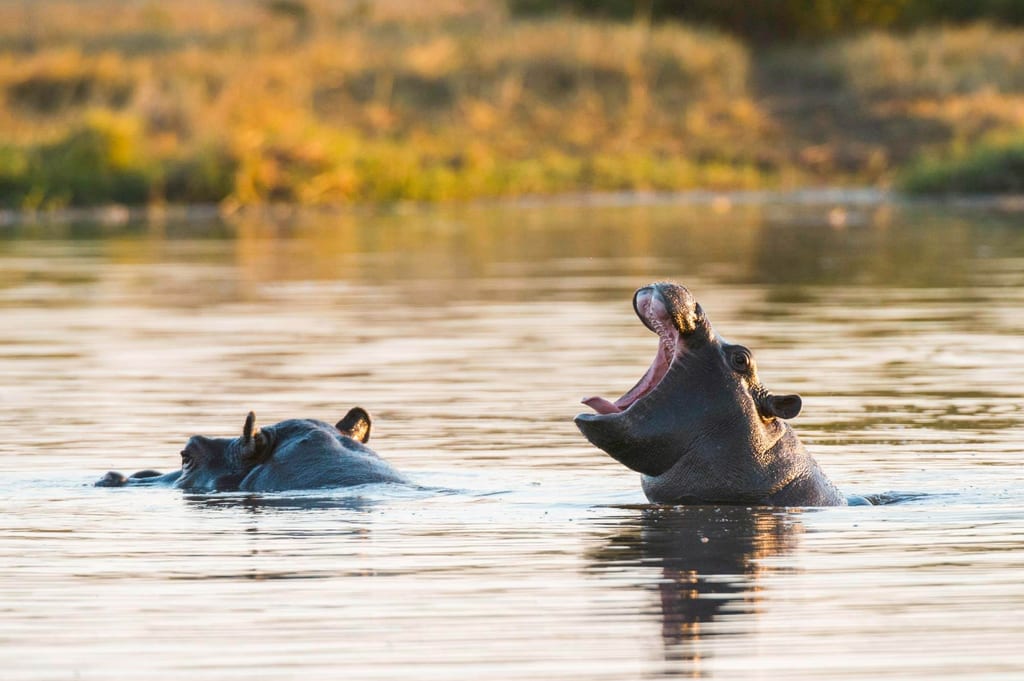 Zwei Flusspferde im Wasser, eines mit weit geöffnetem Maul im warmen Abendlicht.