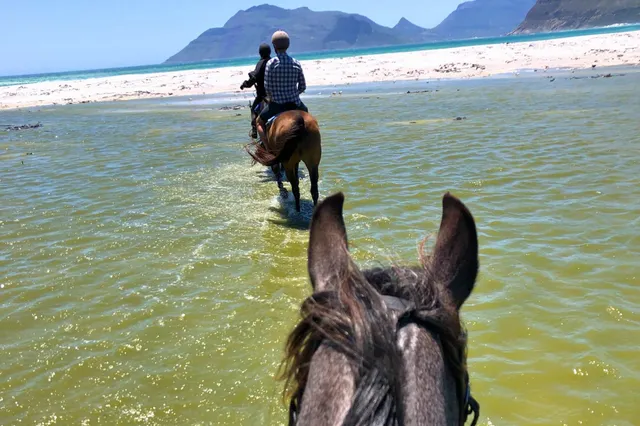 Blick vom Sattel auf ein vorausreitendes Pferd, das durch seichtes Meerwasser zum Strand reitet.
