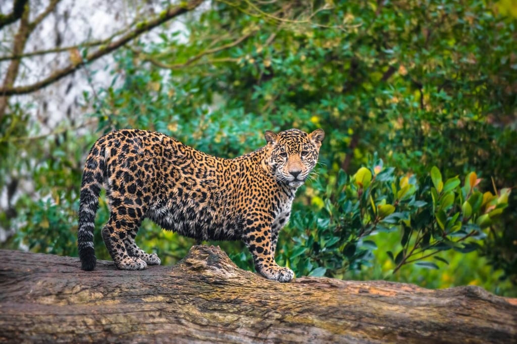 Jaguare stehen auf einem Baumstamm vor dichtem grünem Laub bei weichem Tageslicht.