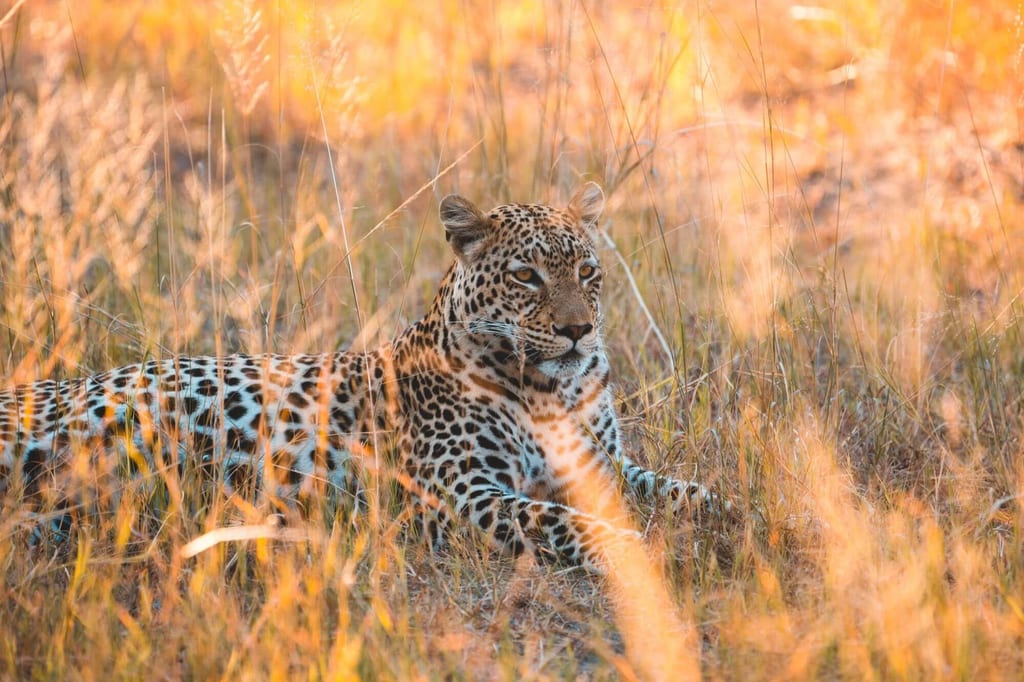 Botswana Highlights