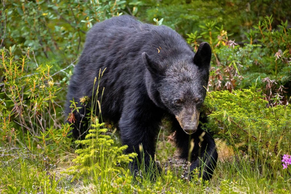 Ein Schwarzbär kommt aus einem Gebüsch