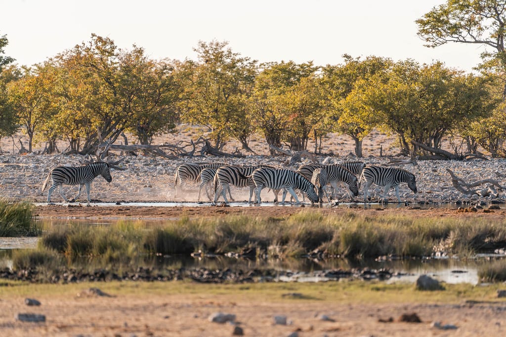 Mehrere pferdeähnliche Huftiere trinken an einem Wasserloch in der Savanne bei warmem Nachmittagslicht.