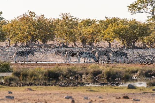 Mehrere pferdeähnliche Huftiere trinken an einem Wasserloch in der Savanne bei warmem Nachmittagslicht.
