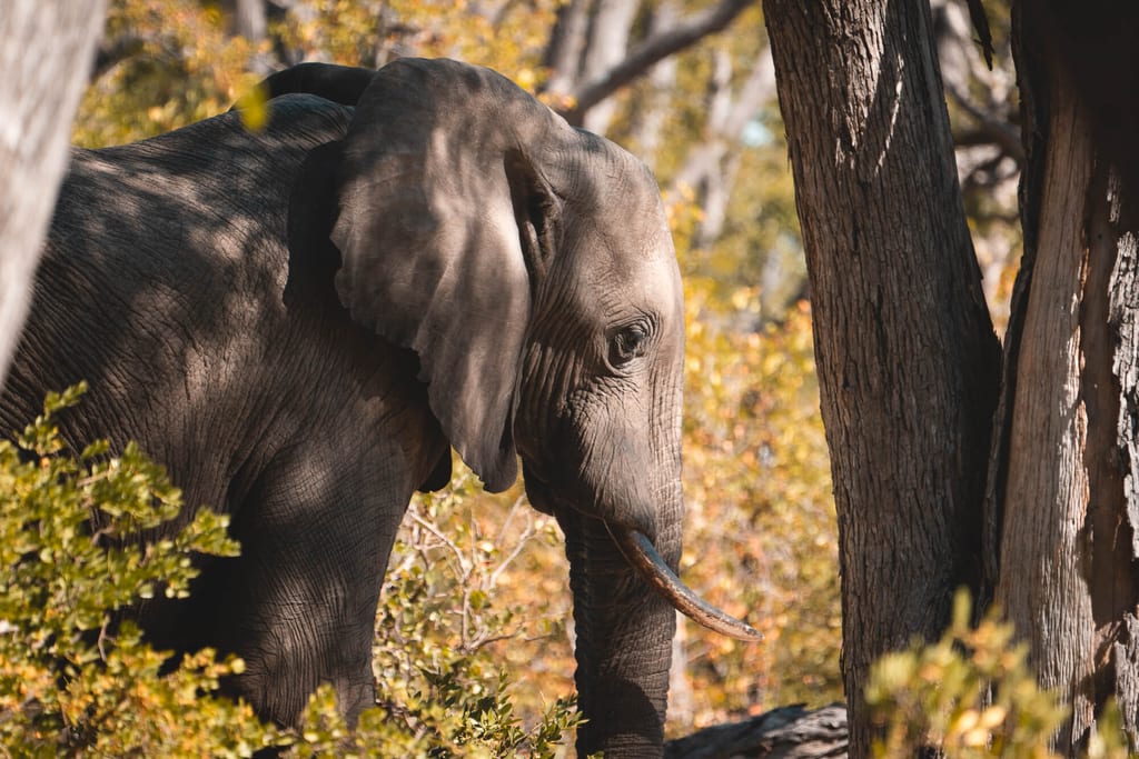 Seitenansicht eines Elefanten im Busch bei warmem Tageslicht in South Gate, Botswana.