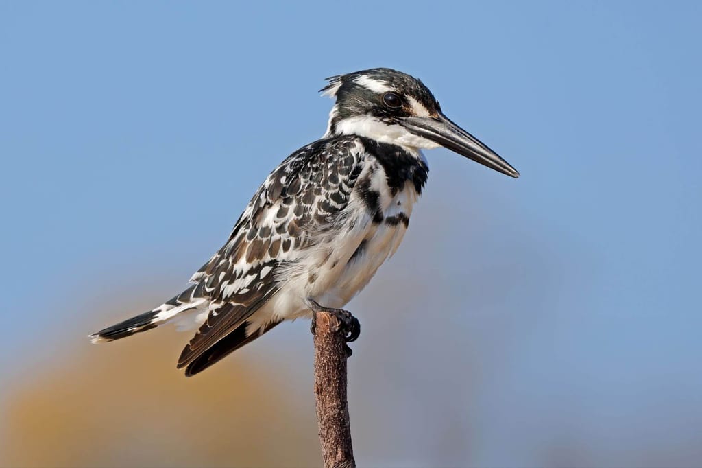 Schwarz-weiß gefiederter Vogel sitzt auf Ast vor blauem Himmel, seitliche Nahaufnahme