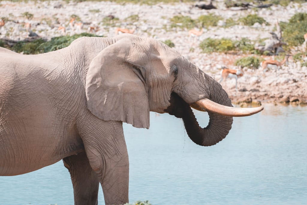 Elefant am Wasserloch in Etosha