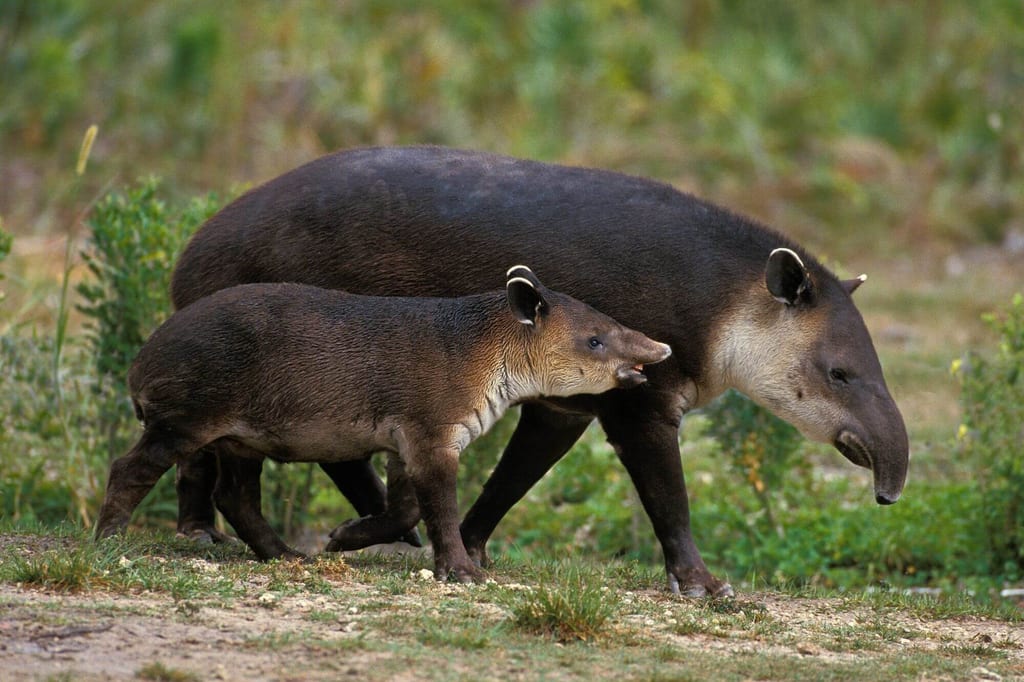 Seitliche Aufnahme: erwachsener Mittelamerikanischer Tapir und Junges laufen nebeneinander über grasige Fläche.