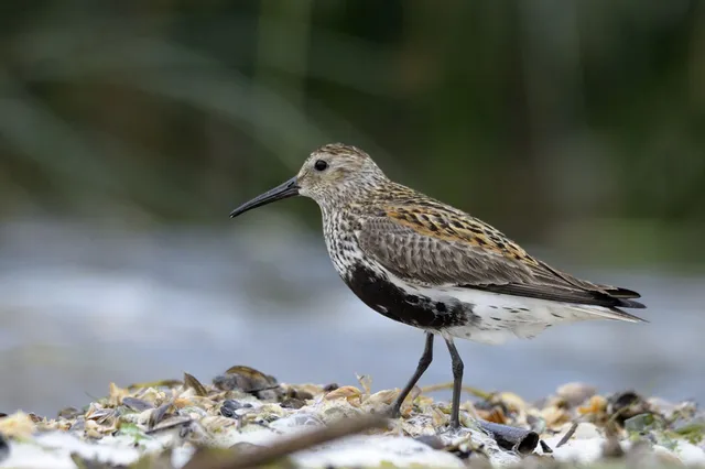 Alpenstrandläufer im Brutkleid steht am muschelübersäten Strand in Seitenansicht.