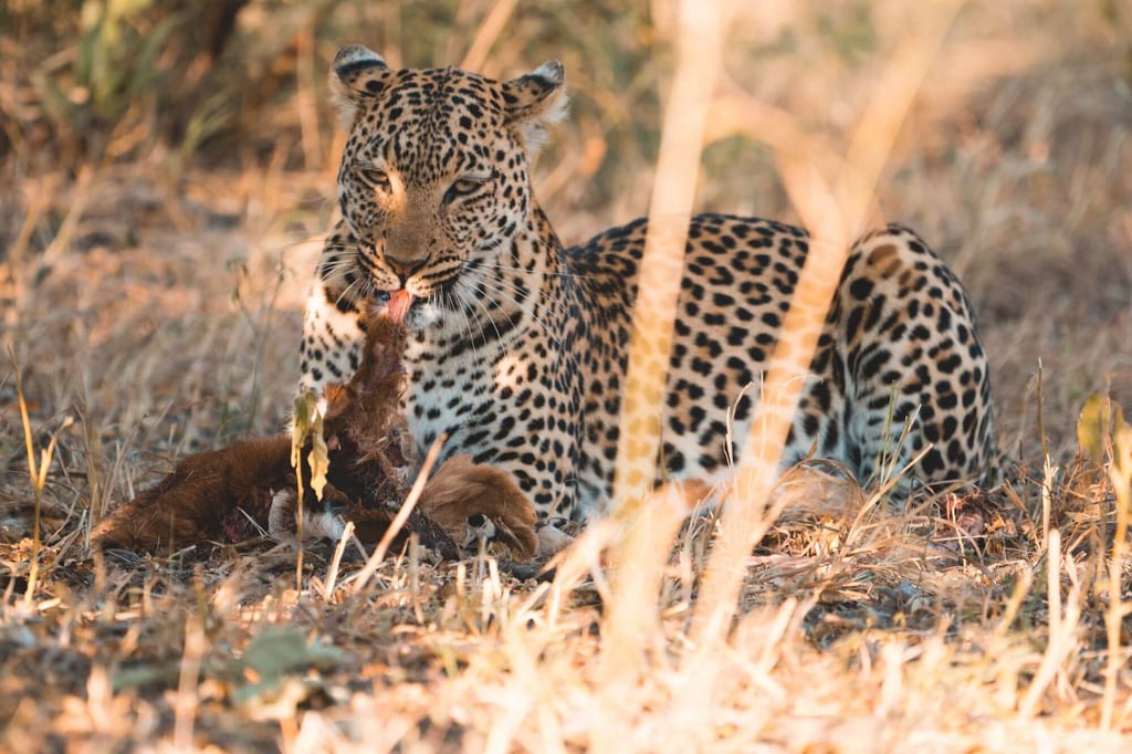 Chobe Nationalpark