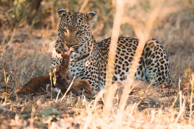 Chobe Nationalpark