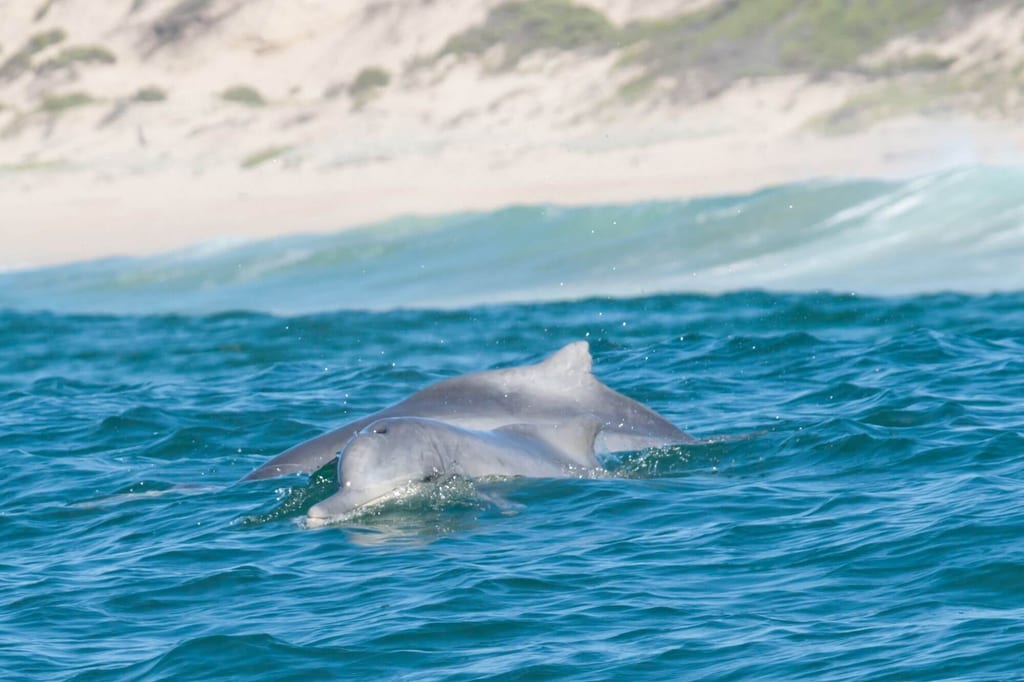 Zwei bleifarbene Delfine schwimmen nah an der Wasseroberfläche vor sandigem Dünenstrand