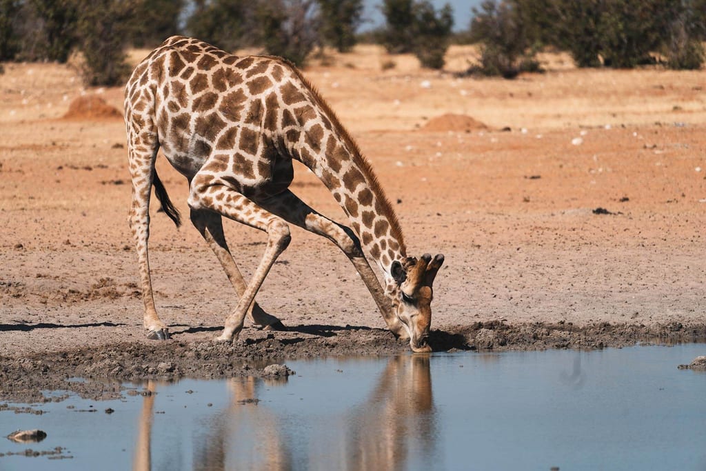 Giraffe beugt sich über ein Wasserloch und spiegel sich im ruhigen Wasser.