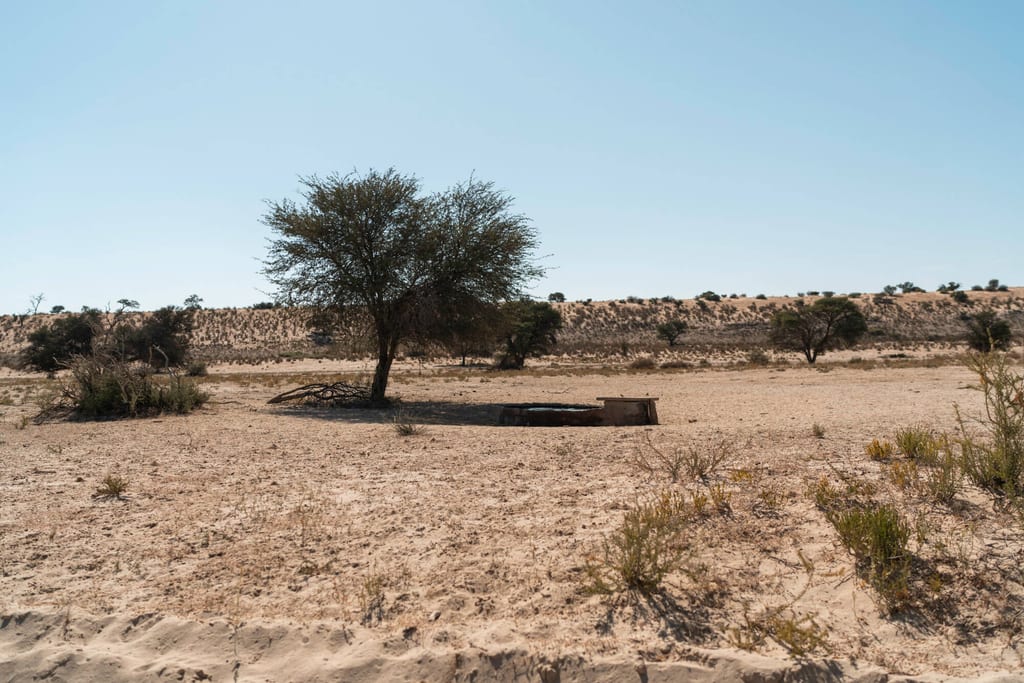 Trockene Sandlandschaft mit vereinzeltem Baum und einer flachen Tränke im Mittagslicht.