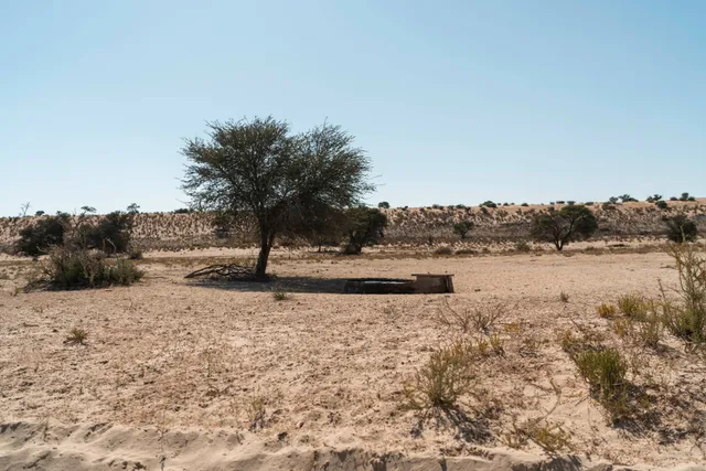 Trockene Sandlandschaft mit vereinzeltem Baum und einer flachen Tränke im Mittagslicht.