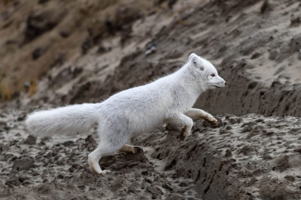 Polarfüchse in weißem Fell springt über schlammige Böschung, Seitenansicht