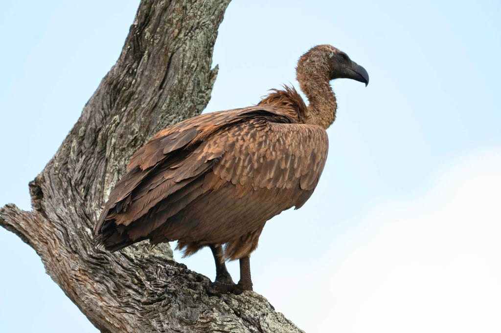 Greifvogel sitzt auf knorrigem Baumast, seitliche Ansicht bei klarem Tageslicht.