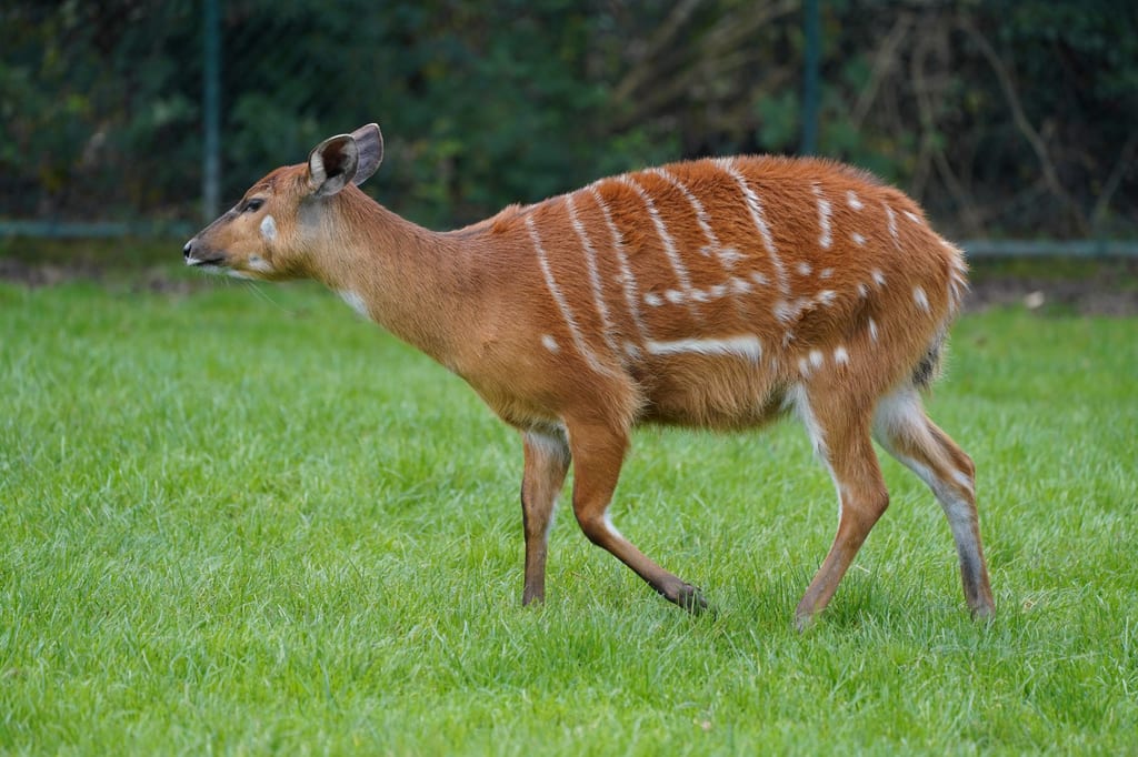 Seitliche Nahaufnahme einer Sitatunga mit weiß gestreiftem rotbraunem Fell auf grünem Rasen.