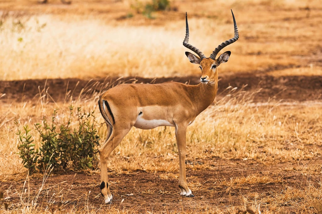 Einzelne Antilope mit geschwungenen Hörnern im trockenen Grasland bei warmem Tageslicht.