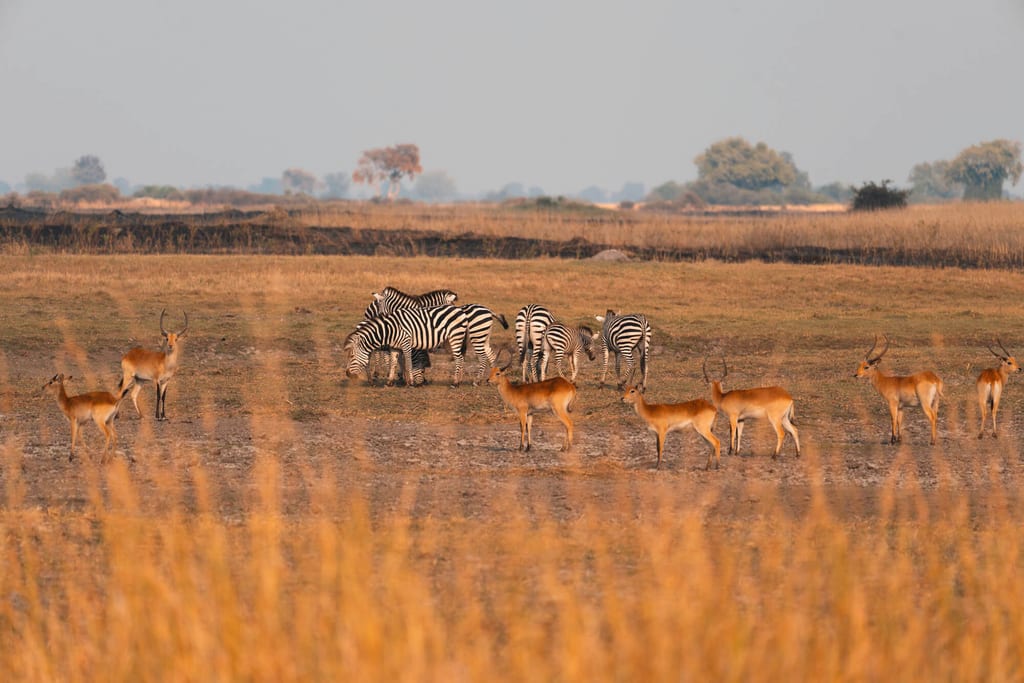 Weite Grassteppe mit gestreiften Pferdeartigen und Antilopen im warmen Abendlicht.