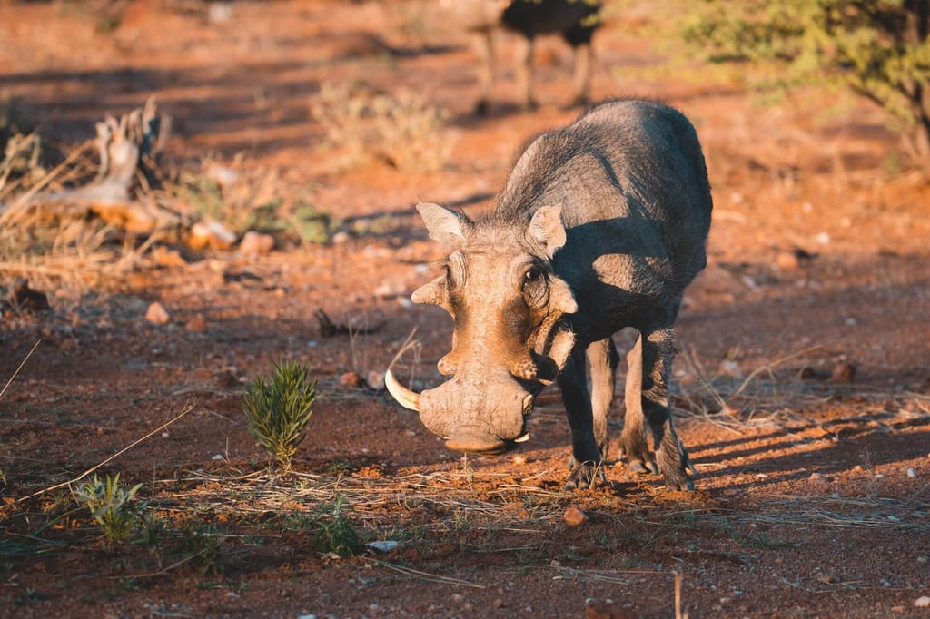 Ein einzelnes Warzenschwein grast auf rötlichem, trockenem Boden im warmen Seitenlicht.