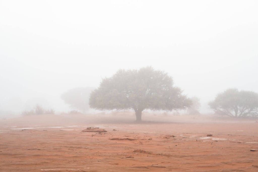 Einzelner Baum in nebliger Sandlandschaft bei diffusem Morgenlicht.
